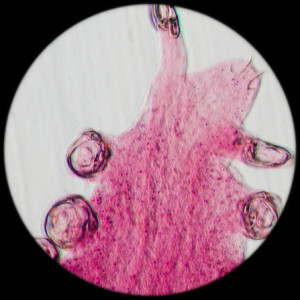 science aquaculture fish parasite hook clip worm micrograph